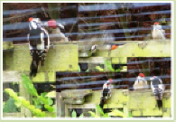 Great Spotted WoodpeckerFeeding its young in our garden June 2007