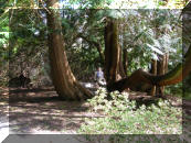 Dot in the Cedar Tree