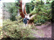 Graham in another Cedar Tree