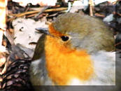 Robin who Lived in the Grounds